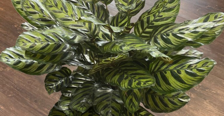 Spring Revival: How to Wake Up Your Peacock Plant After Winter