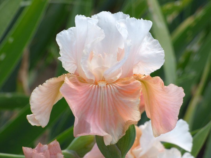Scented Iris