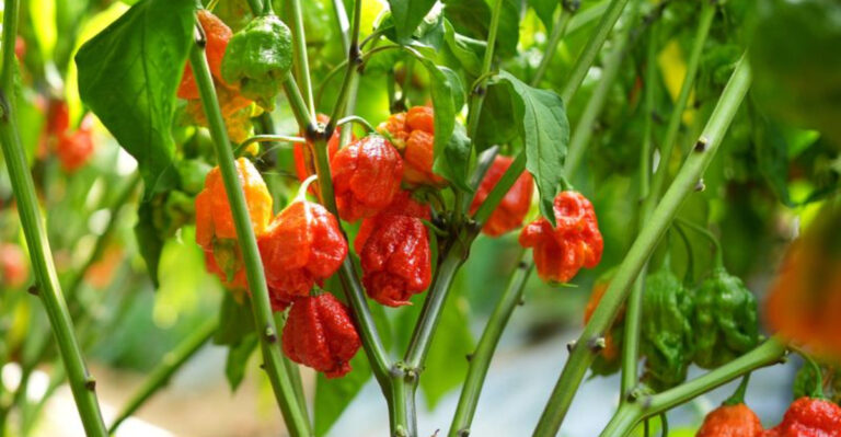 Tame the Flame: 5 Must-Know Tips for Growing Carolina Reapers