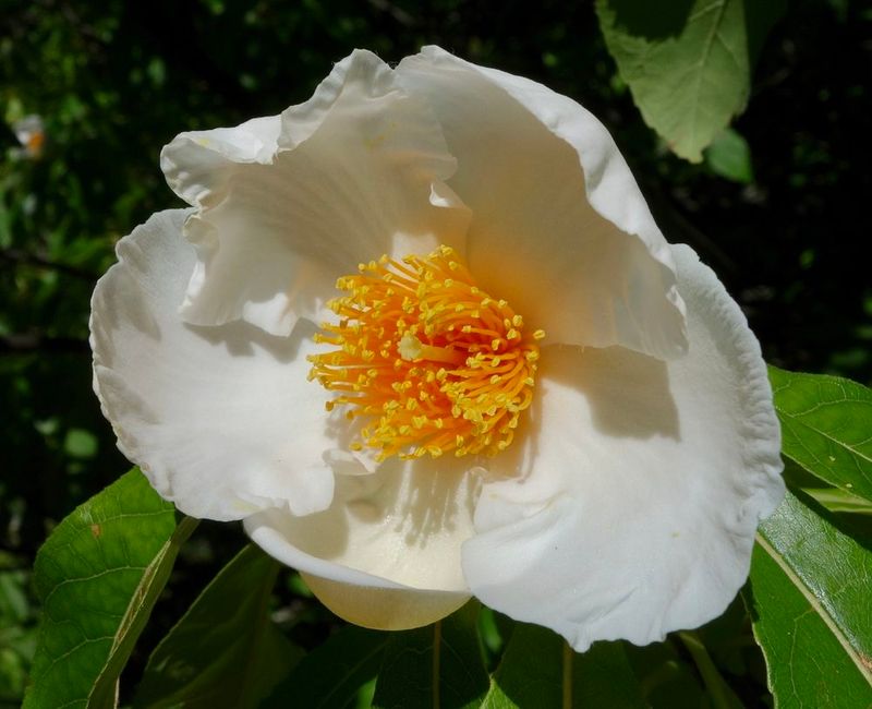 A Tree Saved by Cultivation