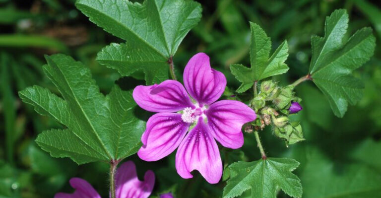 These 15 Weeds Are Actually Your Garden’s Best Friends
