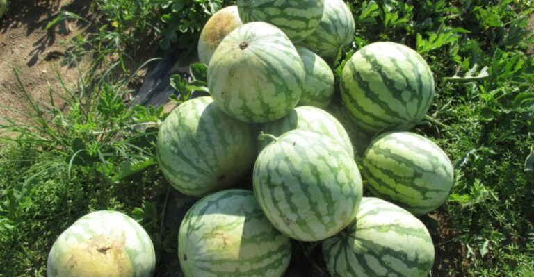 These 20 Plants Will Fail if You Plant Them in April