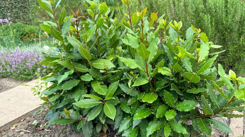 Bay Laurel (Laurus nobilis)