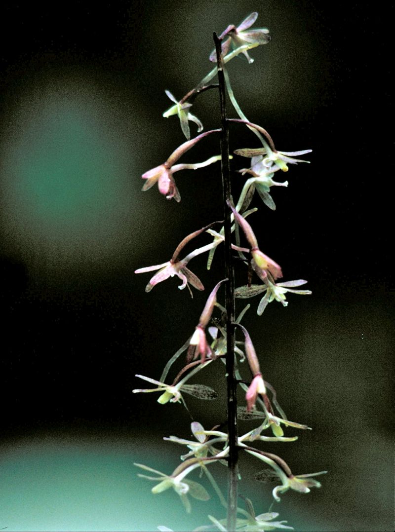 Tipularia discolor (Cranefly Orchid)