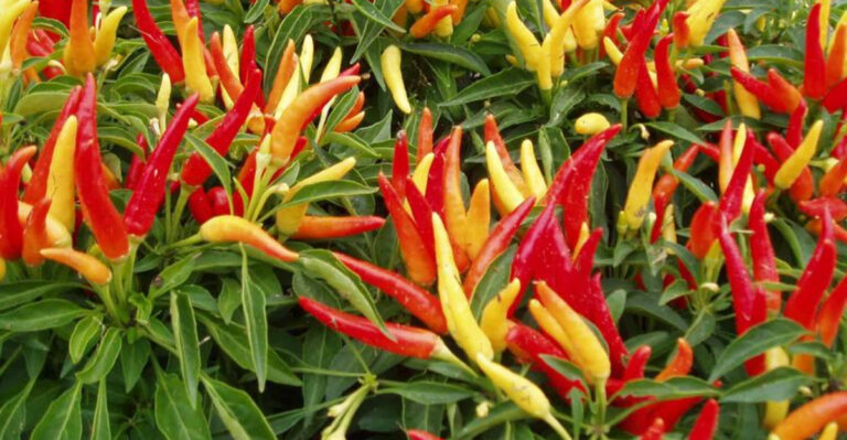 Tomato Cages Aren’t Just for Tomatoes — 20 Unexpected Plants to Try