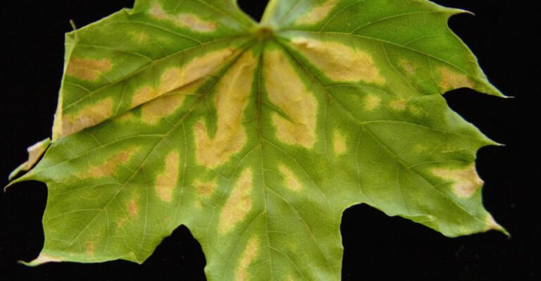 Top 10 Tree Diseases and How to Treat Them