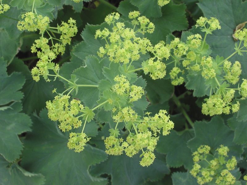 Lady’s Mantle (Alchemilla mollis)