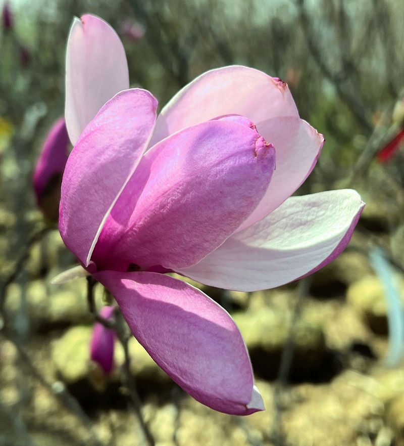 Magnolia