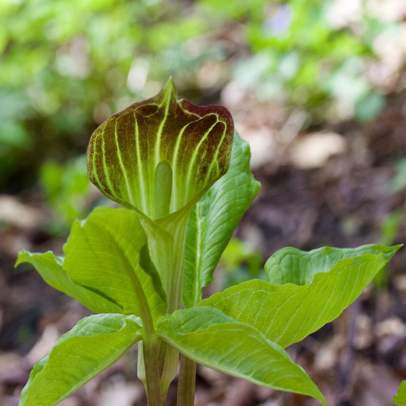 Jack-in-the-Pulpit (Arisaema triphyllum)