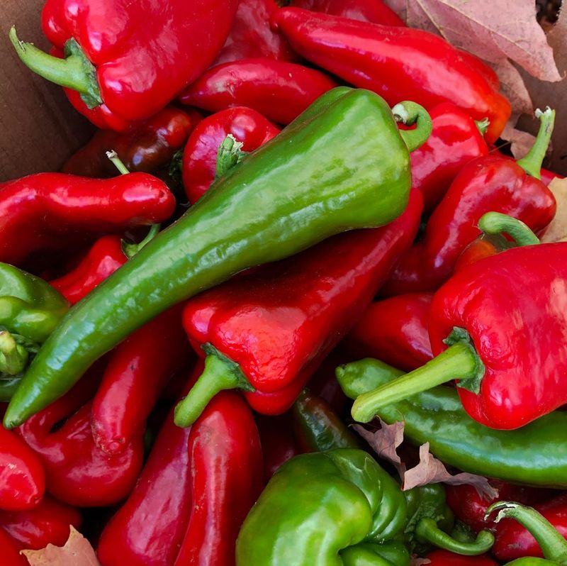 Hot Peppers (Spicy Varieties)