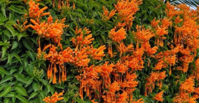 Turn Up the Heat: 10 Fiery Orange Shrubs to Brighten Your Garden