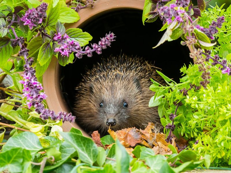 Candid Wildlife Moments