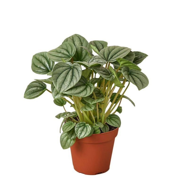 Green Splash Peperomia (Peperomia griseoargentea)