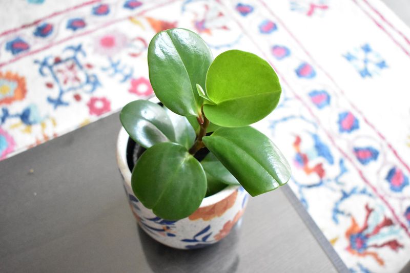 Baby Rubber Plant (Peperomia obtusifolia)