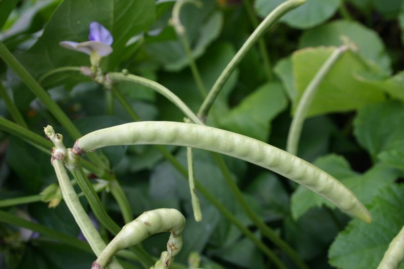 Southern Peas