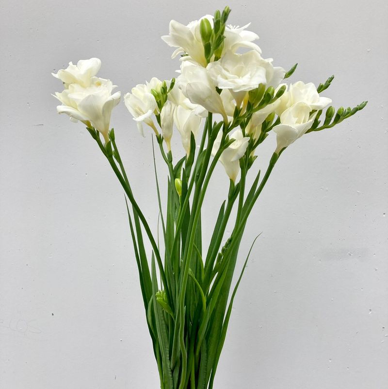 White Freesia