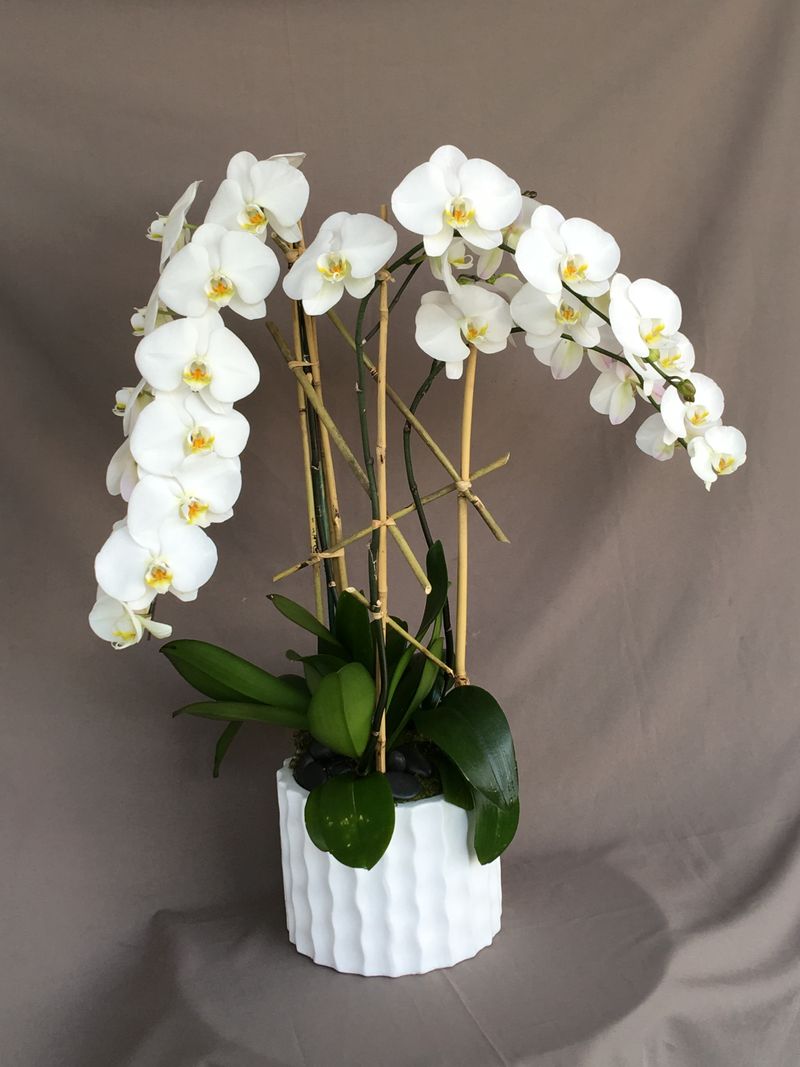 White Orchid