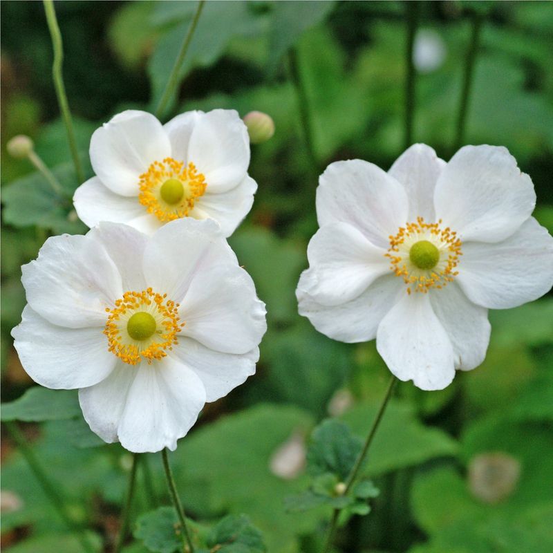 White Anemone