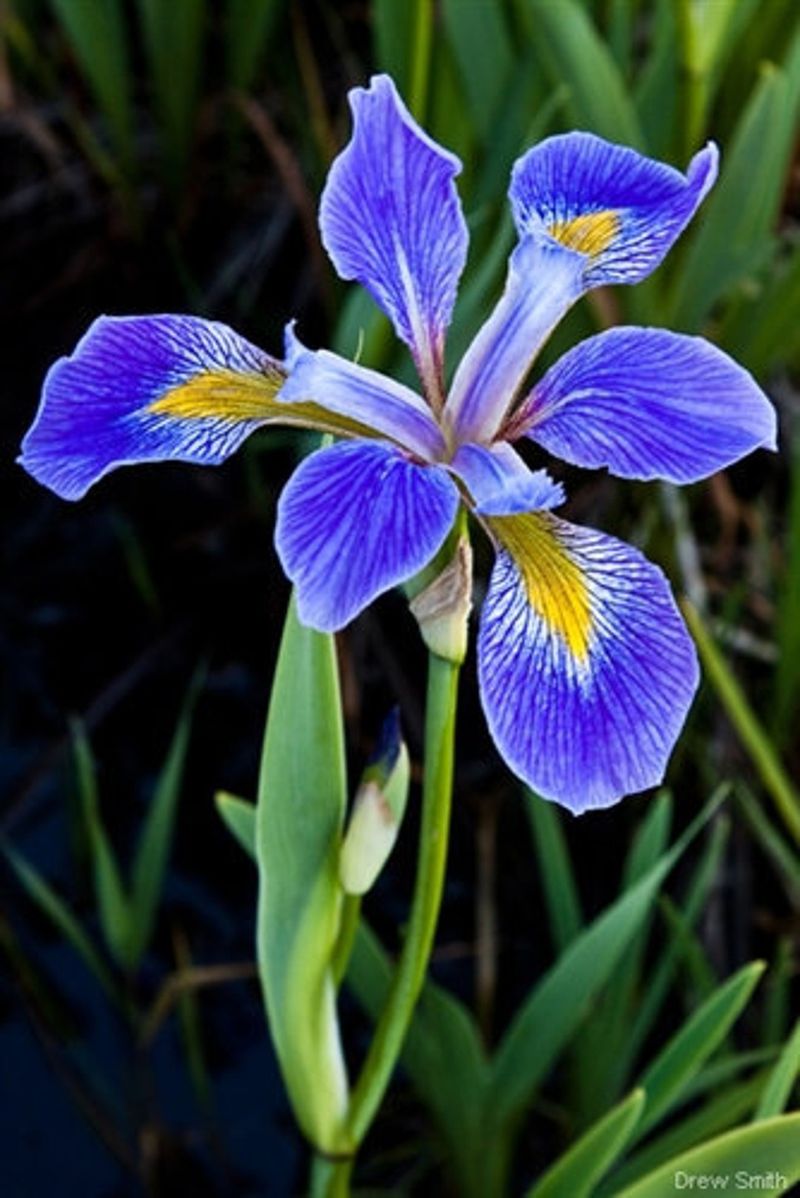 Blue Iris