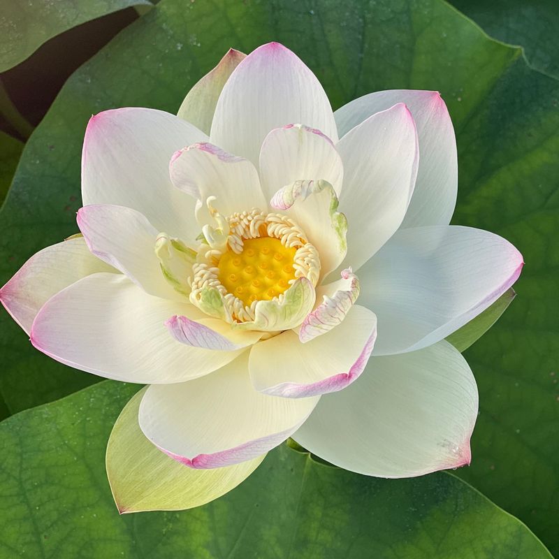 Lotus Flower