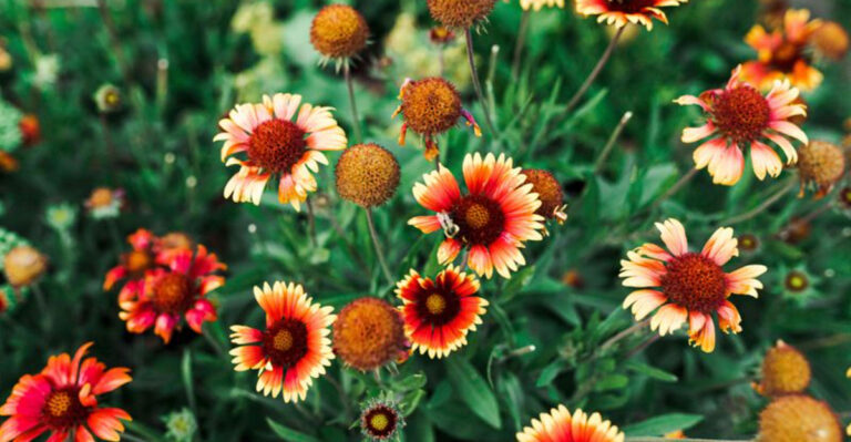 Why Blanketflower Is the Must-Plant Perennial for Nonstop Summer Blooms