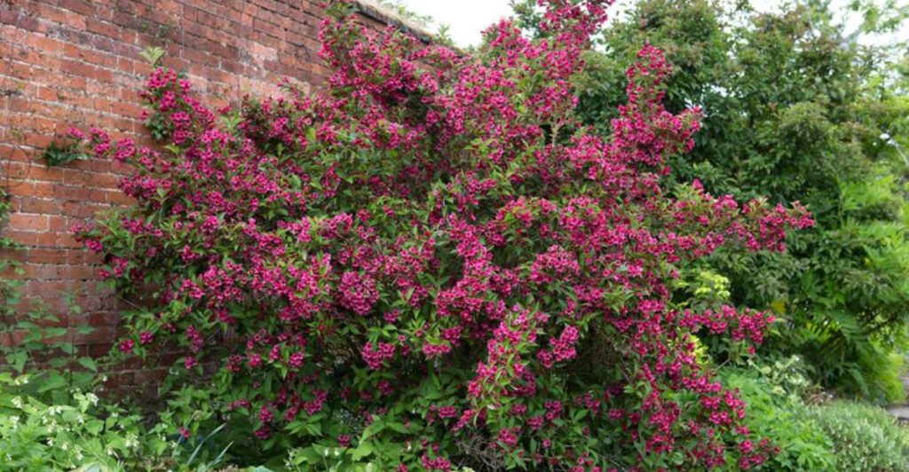 Why Every Garden Needs Weigela