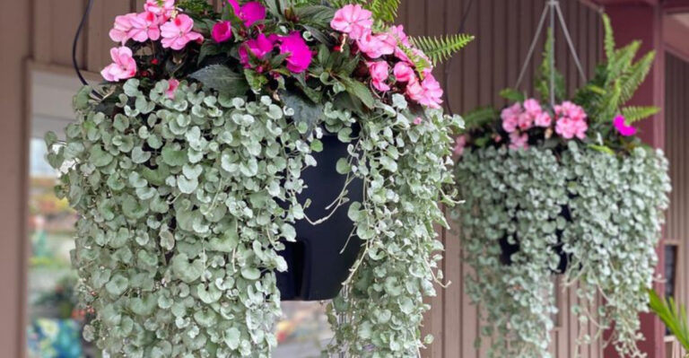 Why You Should Grow Dichondra ‘Silver Falls’ – The Most Beautiful Spiller for Containers