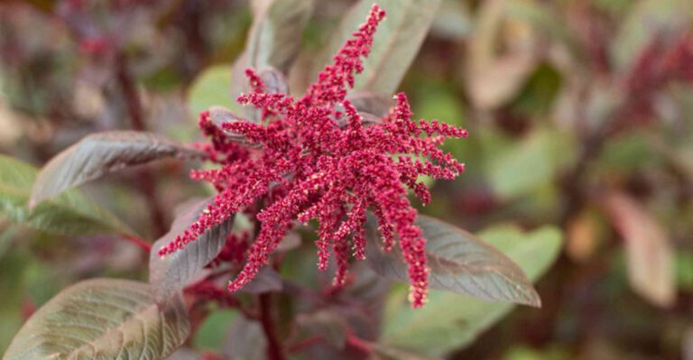 Why You Should Plant Amaranth This April – The Unusual Veg with Superpowers