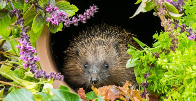 Wildlife Gardening in March: 10 Essential Jobs to Support Nature This Spring