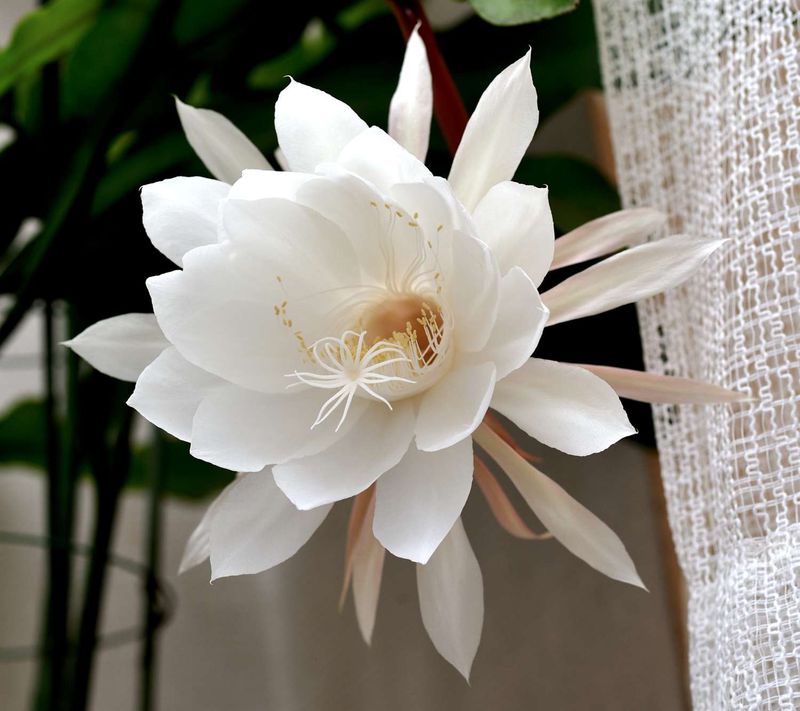 Night-Blooming Cereus