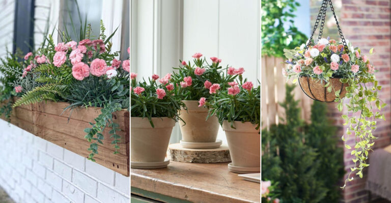 10 Beautiful Dianthus Container Ideas That Smell Like Spring
