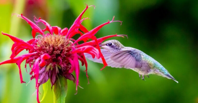 10 Beneficial Wildflowers for Soil Revival and 10 to Avoid