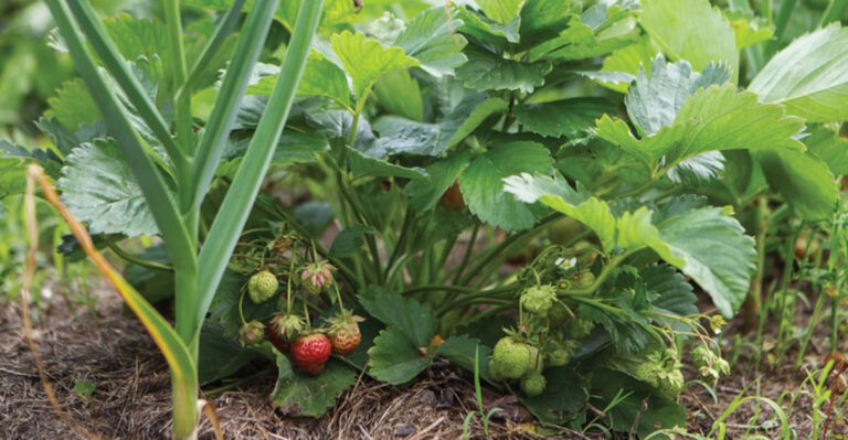 10 Best Strawberry Companion Plants (And 10 Plants to Avoid)