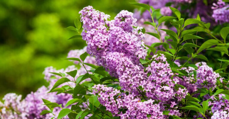 10 Bloom-Killing Mistakes Lilac Lovers Keep Making!