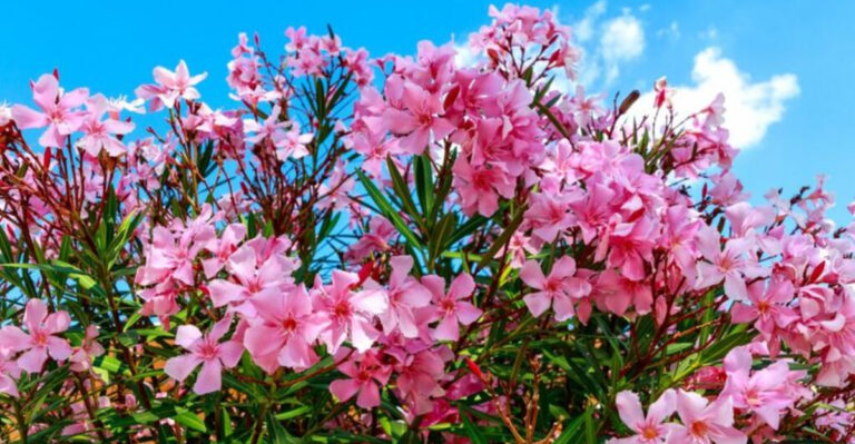 10 Blooms Too Bold for Victorian England but Loved Again Today
