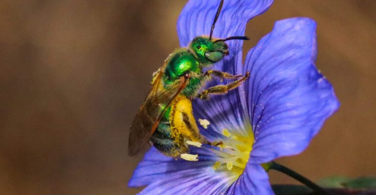10 Buzz-Worthy Bees Every Garden Needs