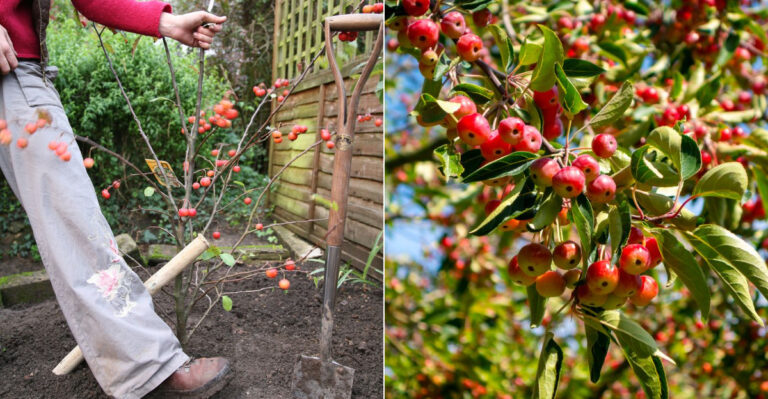 10 Common Mistakes That Could Ruin Your Crabapple Tree