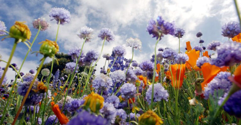 10 Disadvantages of Growing Non-Native Plants Every Gardener Should Know