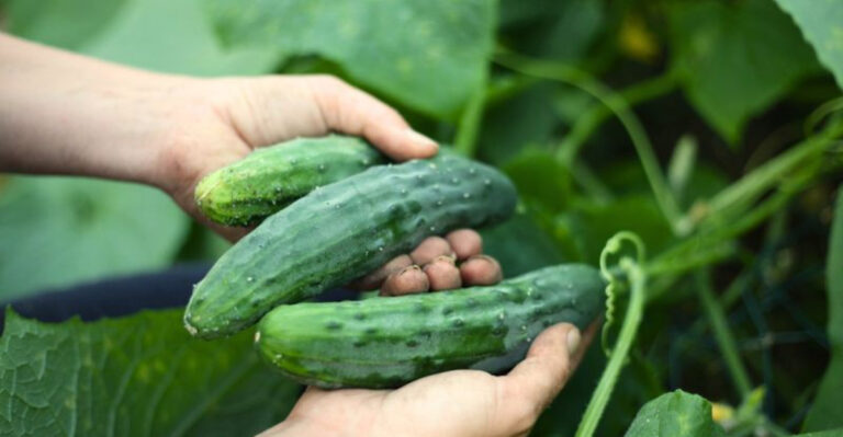 10 Easy Tips to Jumpstart Your Cucumber Plants This Spring for a Huge Harvest