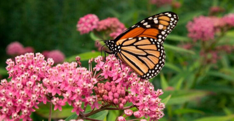 10 Fascinating Facts About Milkweed — The Butterfly Lifesaver