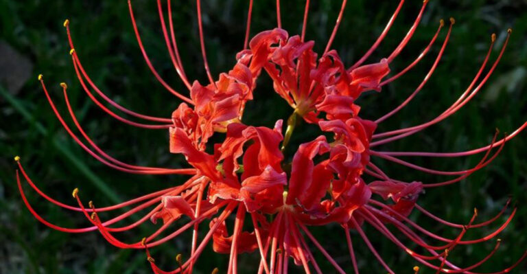 10 Fascinating Facts About Red Spider Lilies