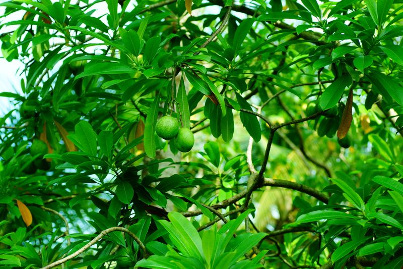 It’s a Real Tree — and It’s Deadly