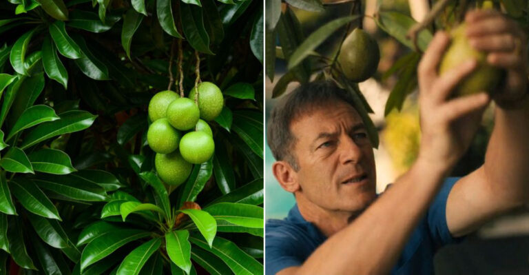 10 Fascinating Facts About the ‘Suicide Tree’ in The White Lotus — Including What Happens If You Eat It