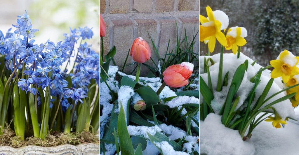 10 Flower Bulbs That Pop Up in the Wrong Season (And Why It Happens)
