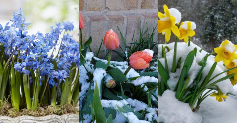 10 Flower Bulbs That Pop Up in the Wrong Season (And Why It Happens)