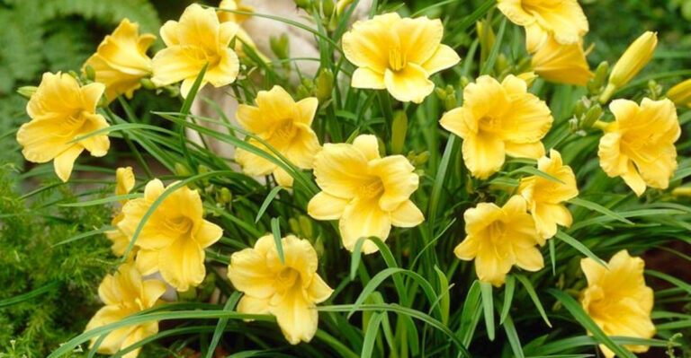 10 Front Yard Plants That Ruin First Impressions and 10 That Wow Instantly