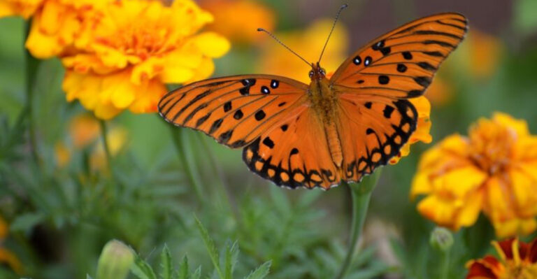 10 Gardening Errors That Will Keep Butterflies Away for Good