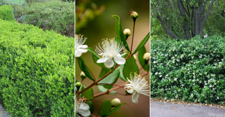 10 Gorgeous Boxwood Alternatives That Look Great Without the Hassle