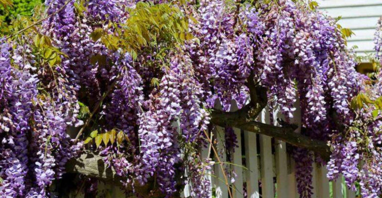 10 Hardy Perennial Vines That Return Bigger and Better Each Year