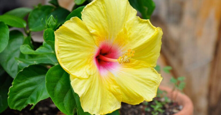 10 Houseplants That Keep Blooming Month After Month